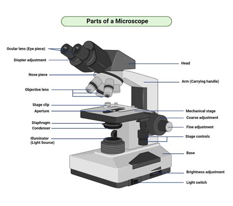 17 Parts of a Microscope with Functions and Diagram