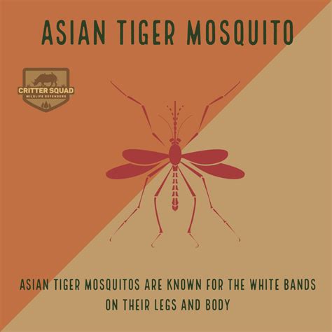 Asian Tiger Mosquito Fact Sheet - C.S.W.D