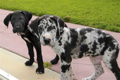 Teacup Great Danes! They get the size of a normal medium size dog ...