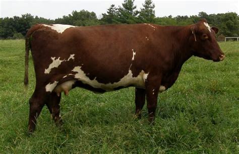 Nile Valley Lady 32 THF-P Milking Shorthorn cow | Cow, Dairy cows, Dairy cattle