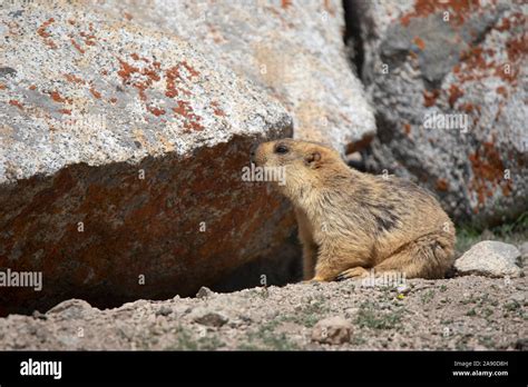 Long tailed marmot marmota caudata hi-res stock photography and images ...