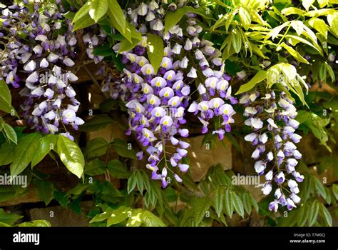 Wisteria vines hi-res stock photography and images - Alamy