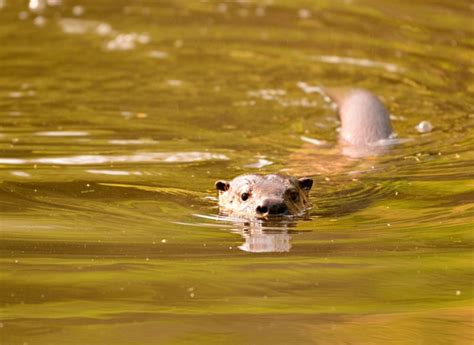 River Otter – The Bird Nerd