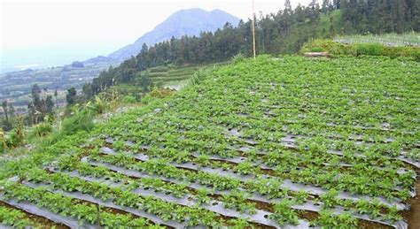 Budidaya kentang di dataran tinggi - Referensi Tani & Kebun Anda