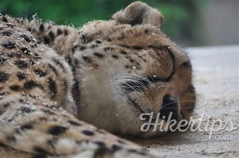 20 amazing pictures taken in Schonbrunn Zoo - HikerTips