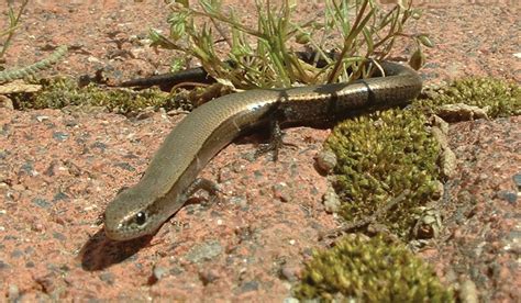 Snake-eyed skink | Ground-dwelling, Nocturnal, Endemic | Britannica