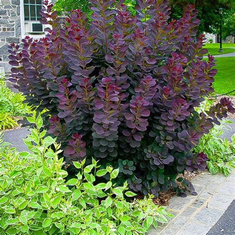 Royal Purple Smoke Tree Cotinus coggygria 'Royal Purple' Garden Shrubs, Landscaping Plants ...