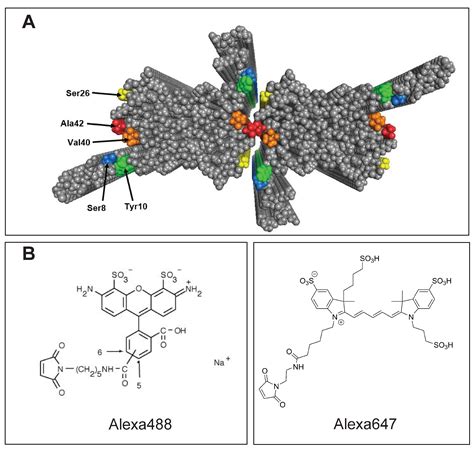 Alexa Fluor 647 Maleimide Molecular Weight - My Bios