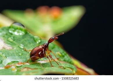 Dragonfly Insect Whose Larvae Live Water Stock Photo 787144714 ...