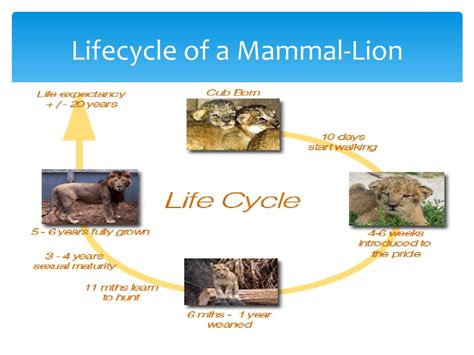 life cycle of a mountain lion Guide to software development life cycle ...