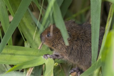 Water Vole | NeilF38 | Flickr