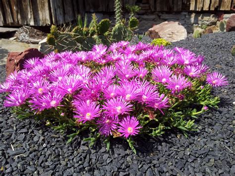 Delosperma ‘World Seeds’ – cacti.ch