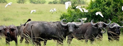 Uganda Safari - Kim'zebra Adventures & Safaris