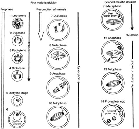 OOCYTE MATURATION | Oncohema Key