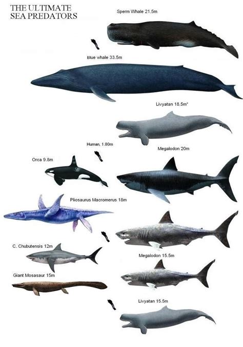 Pin by Rosie on evolution | Prehistoric animals, Marine animals, Ocean ...