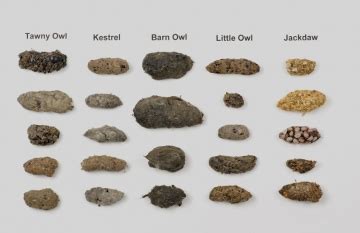 Identification Guide - Owl Pellets