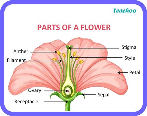 Sexual Reproduction In Plants