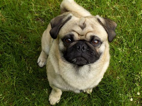 Free Images : puppy, cute, pet, black, pug, vertebrate, dog breed, purebred dog, lap dog, dog ...