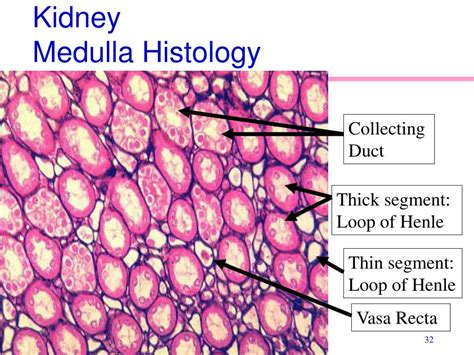 Vasa Recta Histology