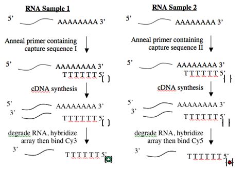 √ Cdna Synthesis / Random Primers Or Oligo Dt Primers For Cdna Synthesis : First strand cdna ...