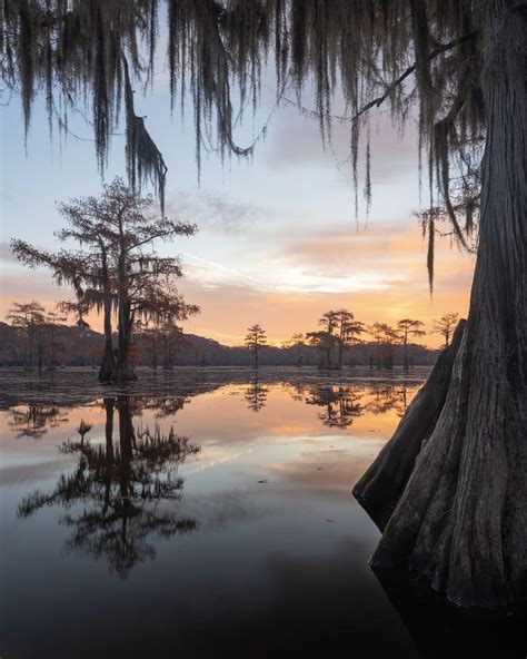 Cypress Sunrise | Louisiana bayou, Louisiana swamp, Cypress swamp