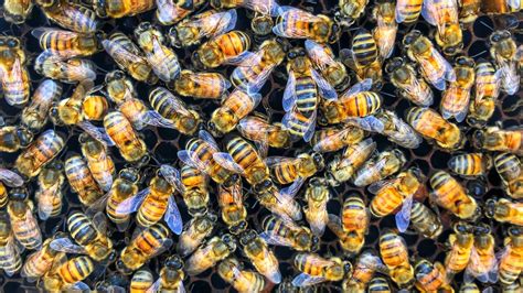 This startup is saving crops by making 'super bees'