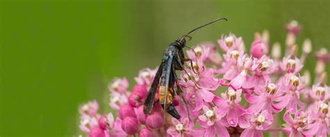 Peach Tree borer - BioBee Canada