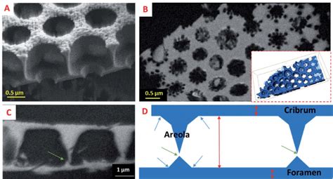 3D insight into the areola chamber of the diatomite structure. (A) SEM... | Download Scientific ...