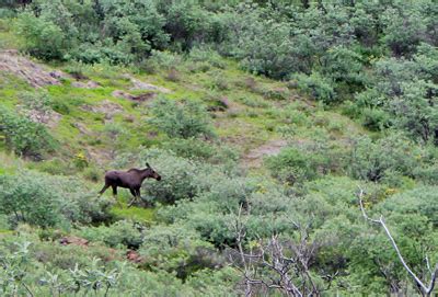 Recognizing Moose Habitat