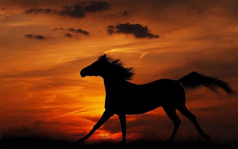 Aesthetic Sunset Horse Wallpapers - Wallpaper Cave