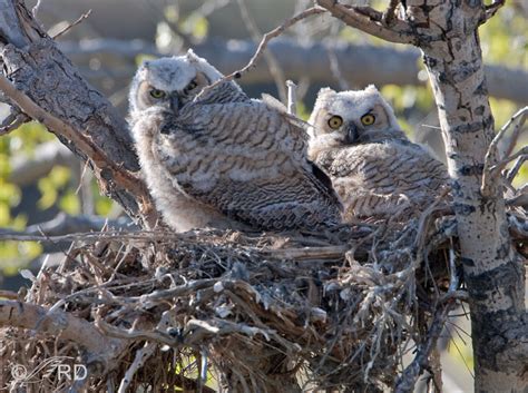 Great Horned Owl chicks in tree nest – Feathered Photography