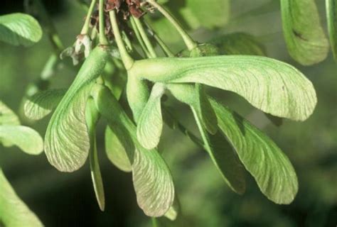 Silver Maple seeds (samara)- D. Spier | FLNPS