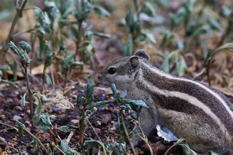 Premium Photo | A squirrel on the ground in its natural habitat