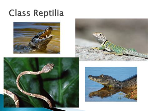 PPT - Class Reptilia PowerPoint Presentation, free download - ID:2257363