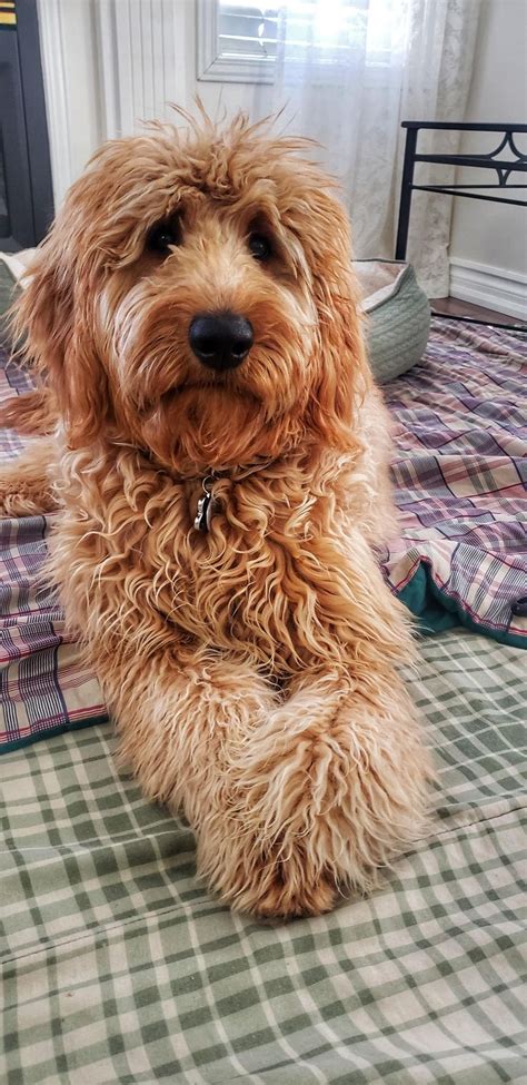 Adorable Goldendoodles in a Relaxed State