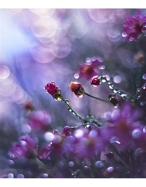 Raindrops | Flowers photography, Beautiful flowers, Bokeh photography