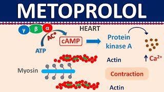 Metoprolol - Mechanism side effects precautions u0026 uses | Doovi