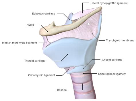 Larynx