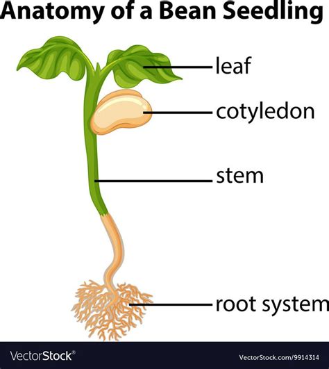 Anatomy of bean seedling on chart. Download a Free Preview or High ...