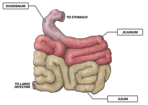 CrossFit | The Gastrointestinal System: Small Intestine