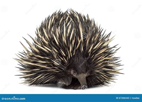 Short-beaked Echidna Isolated on White Stock Image - Image of spine ...