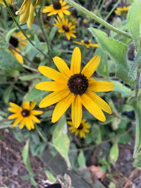 Black Eyed Susan : r/maryland