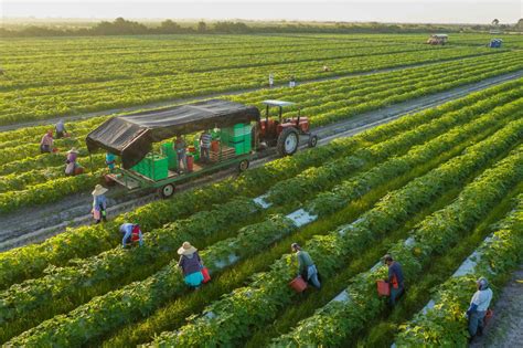 Vegetable Cultivation in The Field– In India, Farming Info