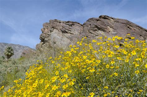 53 of the Most Colorful Desert Plants in the World - Color Meanings