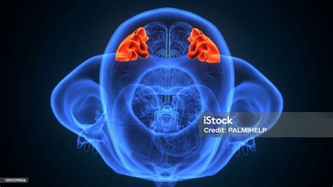 3d Illustration Of Human Brain Middle Temporal Gyrus Anatomy Stock Photo - Download Image Now ...