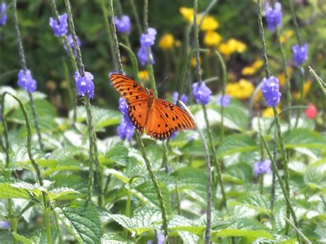 Butterfly Plants List: Butterfly Flowers And Host Plant Ideas