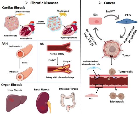 Endothelial Cells Histology