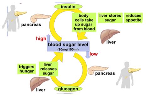 Blood Sugar Guide: control of blood sugar levels quizlet