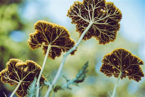 What Is The Meaning Of Yarrow Flowers? Meaning of the Yarrow Flower by ...