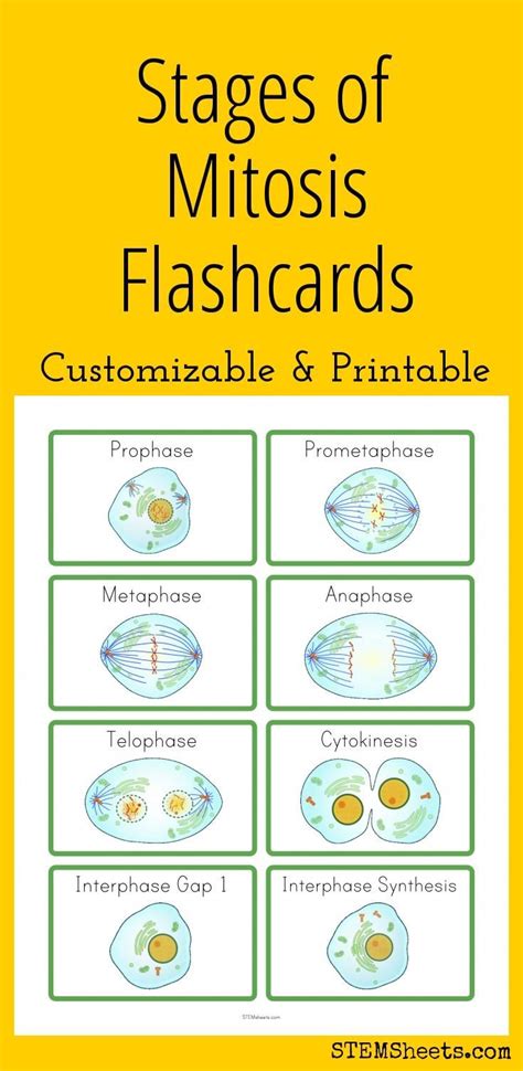 Stages of Mitosis Flashcards | Biology lessons, Science lessons ...